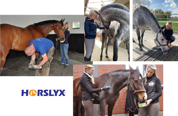 horslyx in der anwendung